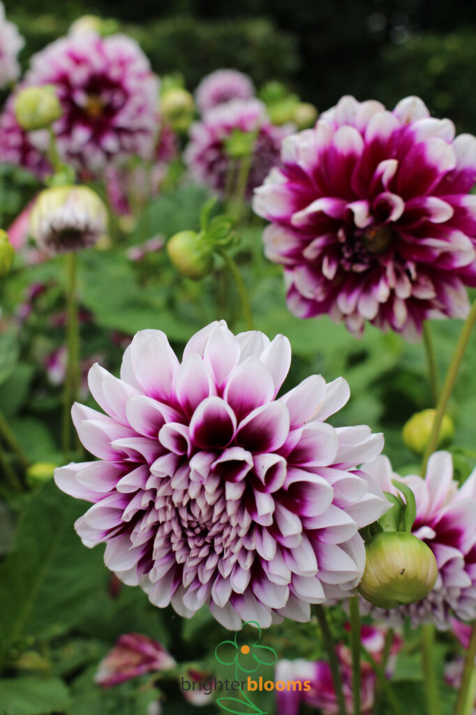 Dahlia Edinburgh Brighter Blooms