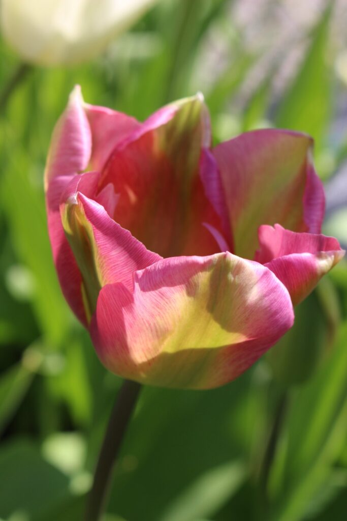 Tulip Greenland – Brighter Blooms