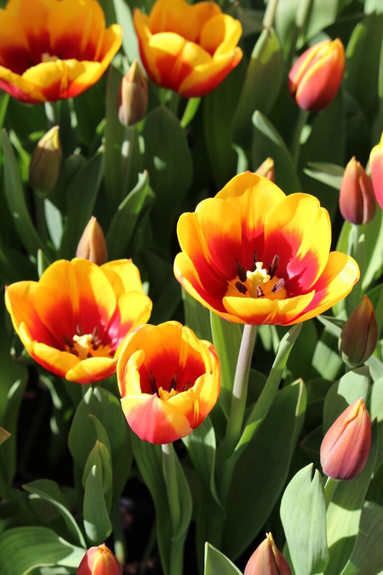 Tulip Kees Nelis – Brighter Blooms