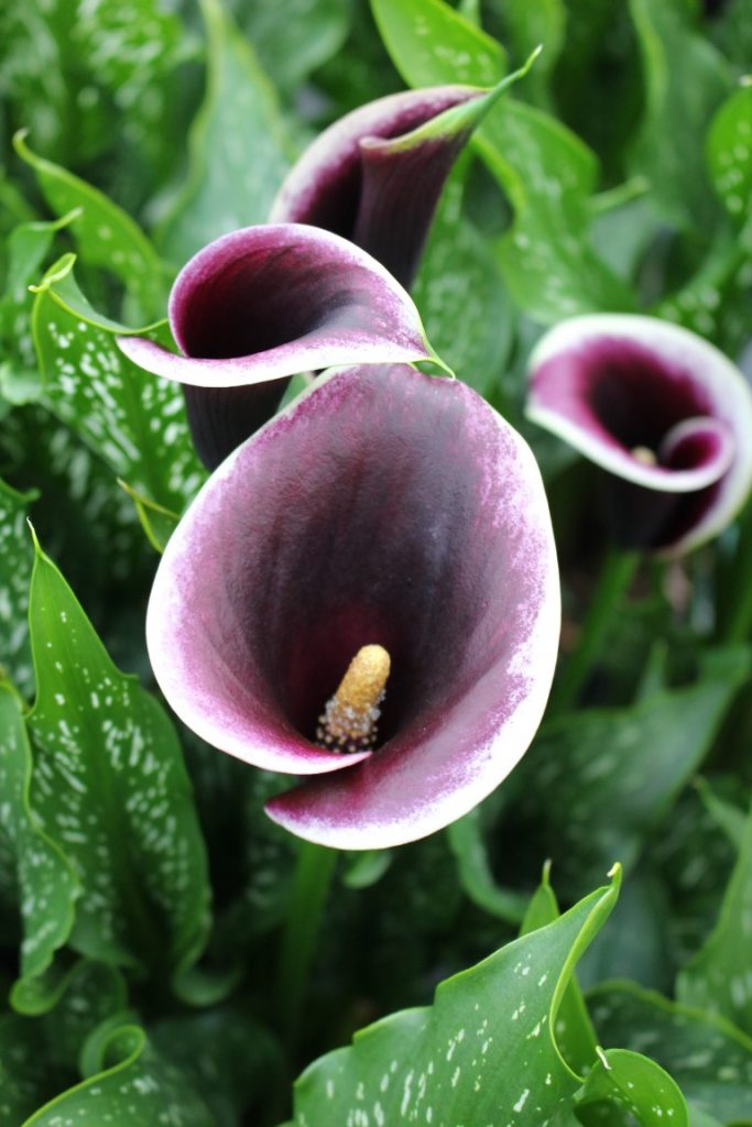 Zantedeschia Dubai Nights rhizome – Brighter Blooms