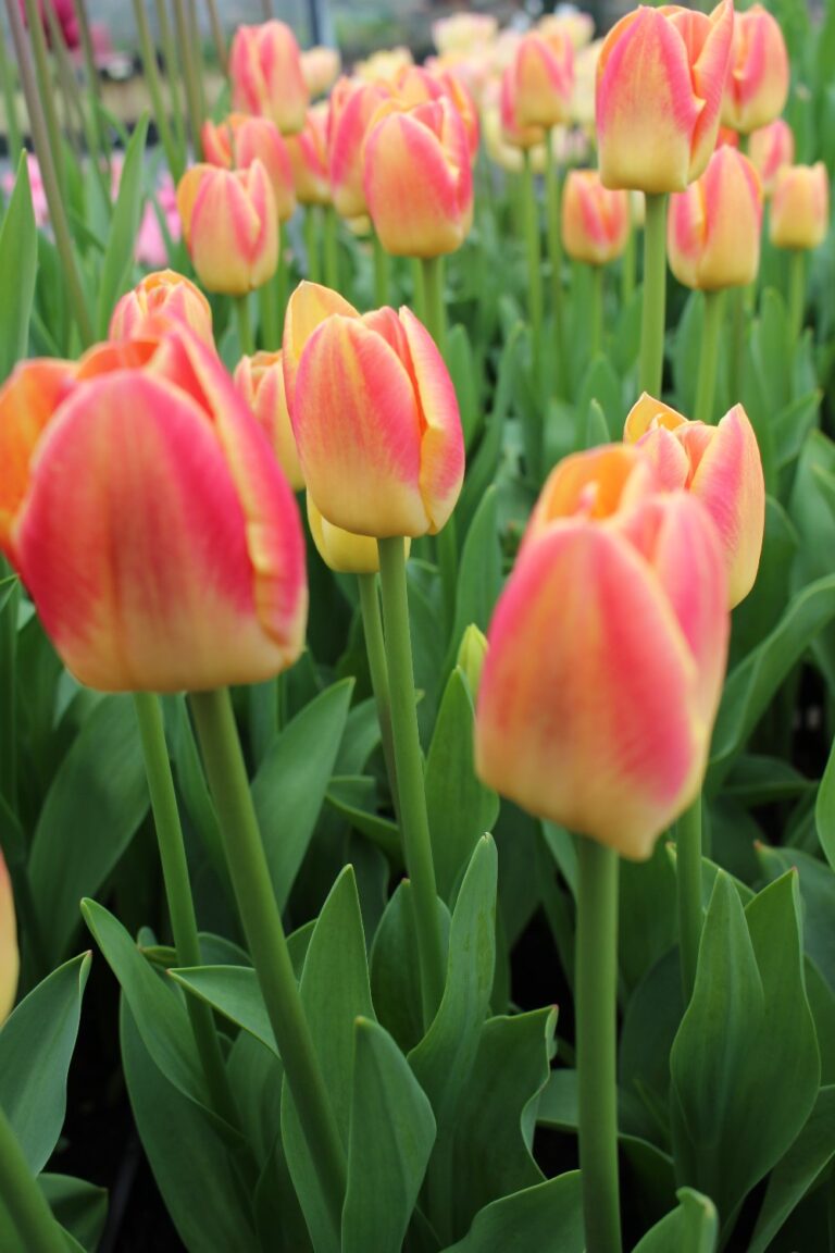 Tulip Candy Corner – Brighter Blooms