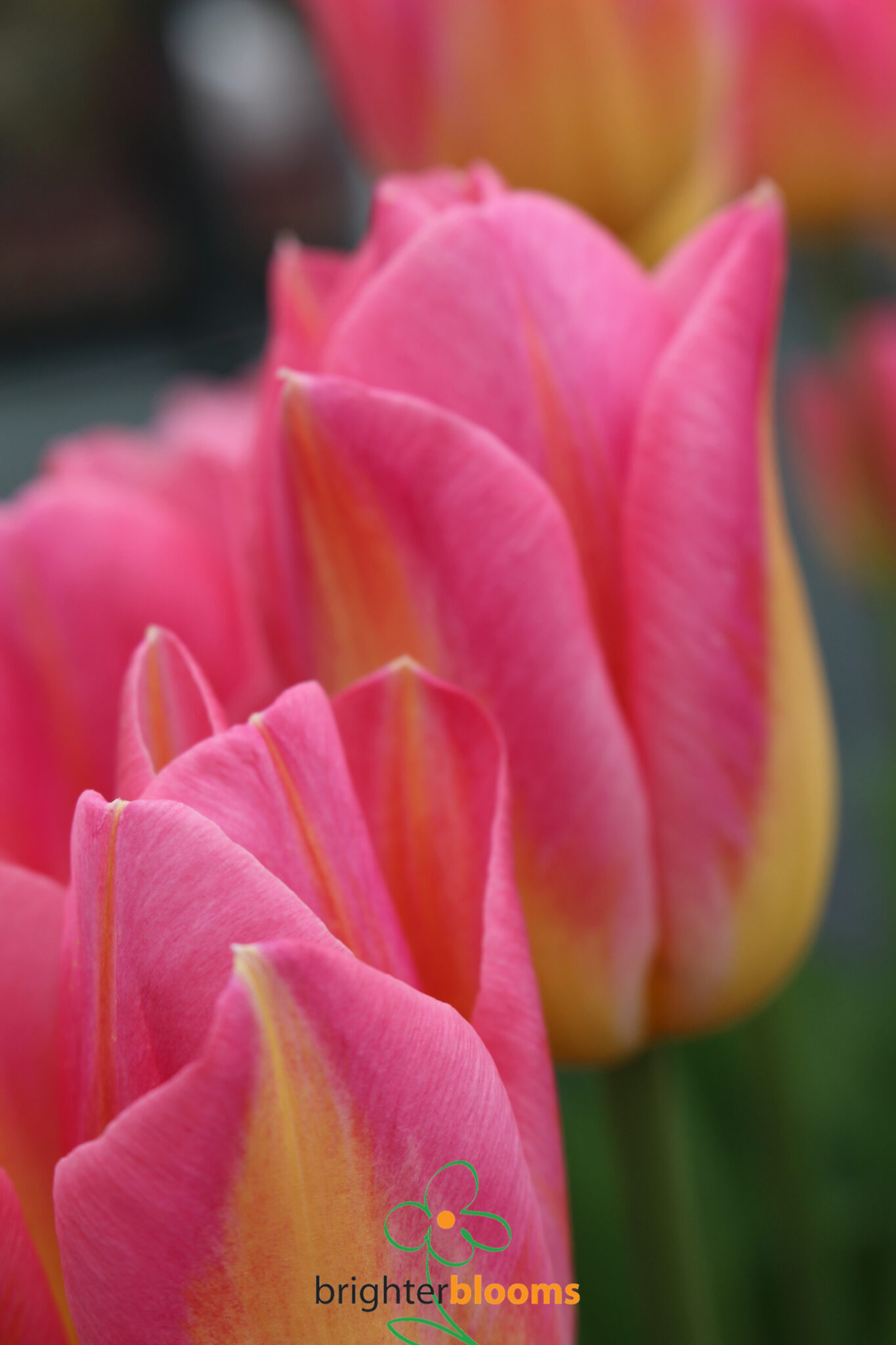 tulip-tom-pouce-brighter-blooms