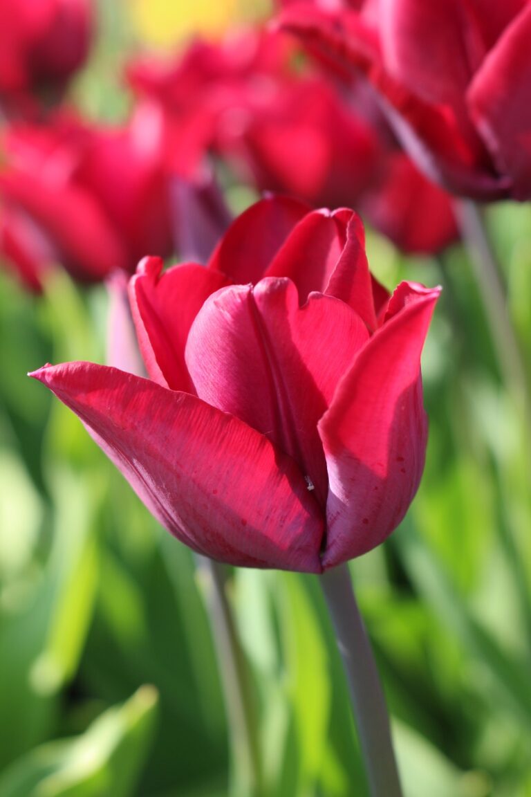 Tulip Ronaldo – Brighter Blooms