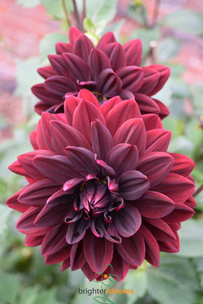 Dahlia Sam Hopkins – Brighter Blooms